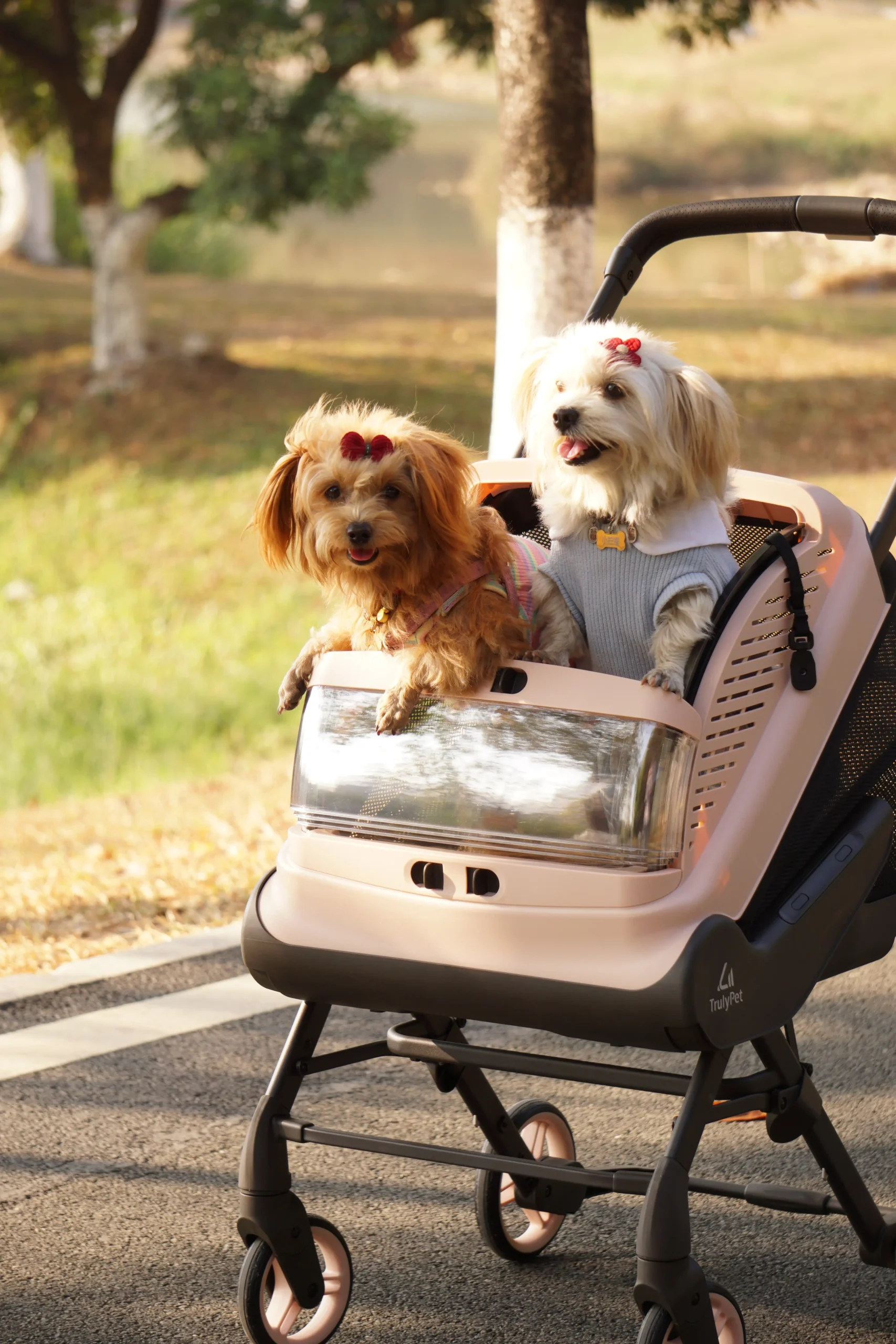 Two small dogs riding in a Coral Pink TrulyPet Explorer pet stroller on a park path